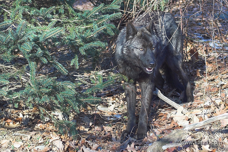 Arctic Wolf 018